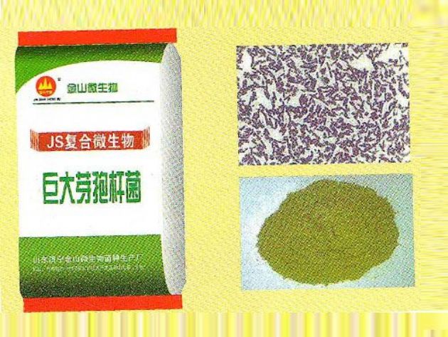 點(diǎn)擊查看詳細(xì)信息<br>標(biāo)題：巨大芽孢桿菌 閱讀次數(shù)：2956